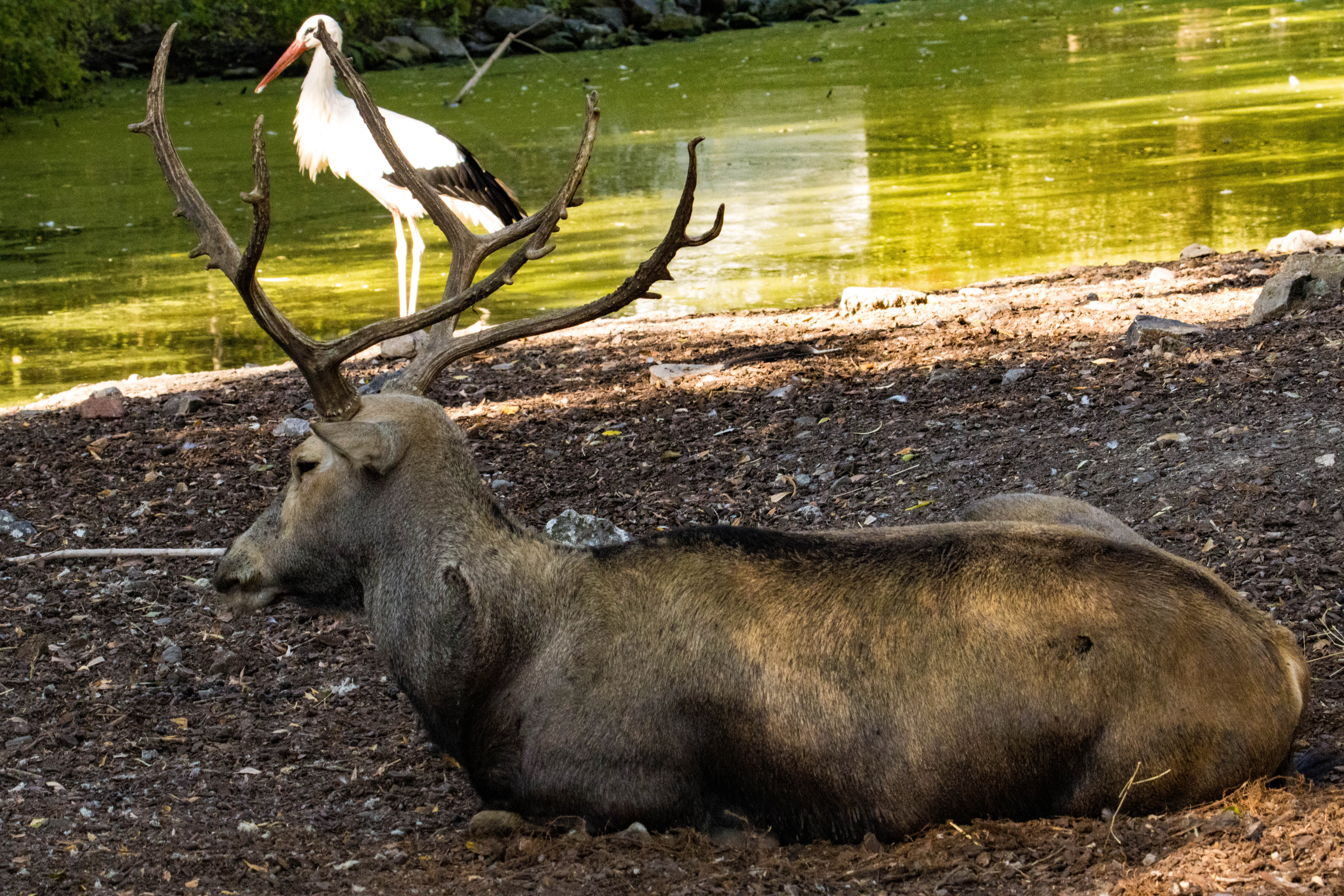 Cerf du Père David-IMG_1375.jpg